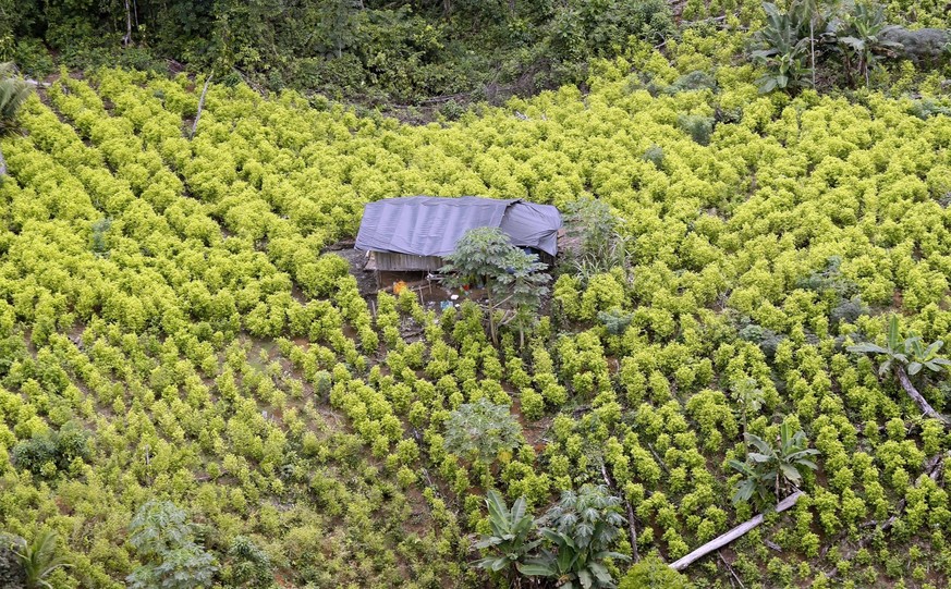 Vue aérienne d&#039;une plantation de feuilles de coca à Tumaco, en Colombie, le 8 mai 2019. Les autorités colombiennes ont saisi 4,7 tonnes de cocaïne et arrêté 49 personnes faisant l&#039;objet d&#0 ...
