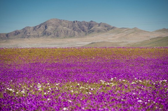 Le désert chilien d&#039;Atacama, le plus aride de la planète, s&#039;est paré de fleurs violettes et blanches sur des kilomètres.