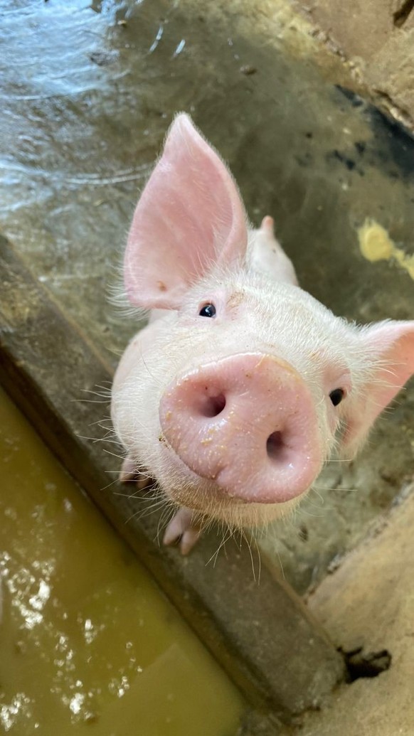 cute news tier schwein

https://ch.pinterest.com/pin/1121888957178164909/