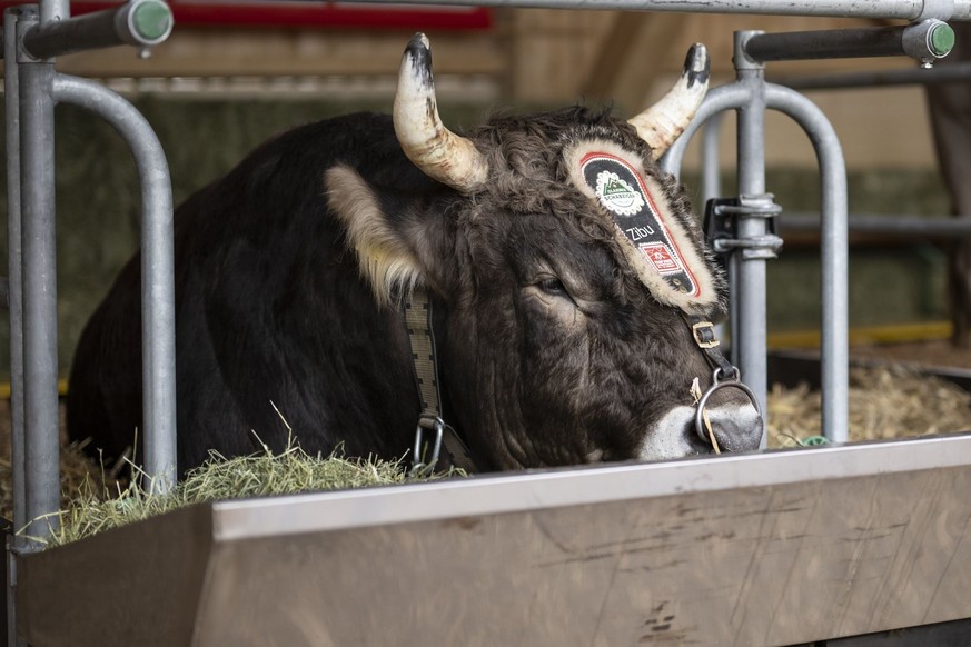 Zibu, le taureau du vainqueur, a une valeur d'environ 30 000 francs suisses.