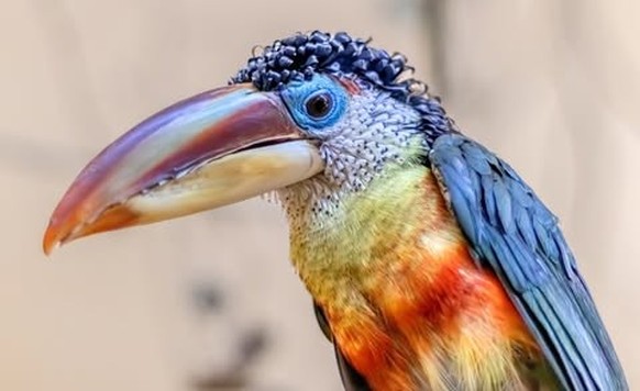 Krauskopfarassari (Pteroglossus beauharnaesii)

https://www.instagram.com/p/DVPRA8djjsC/?img_index=3