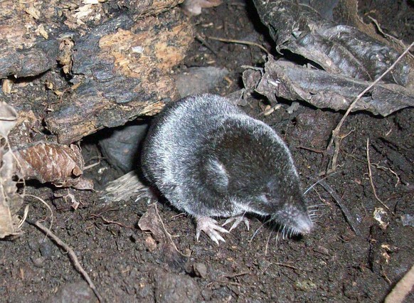 Nelson&#039;s small-eared shrew (Cryptotis nelsoni) is a species of mammal in the family Soricidae. It is endemic to eastern Mexico. 
https://twitter.com/lassarillo/status/792921209461628928