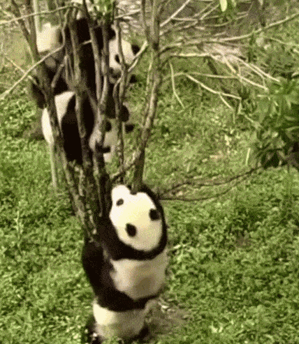 GIF animé