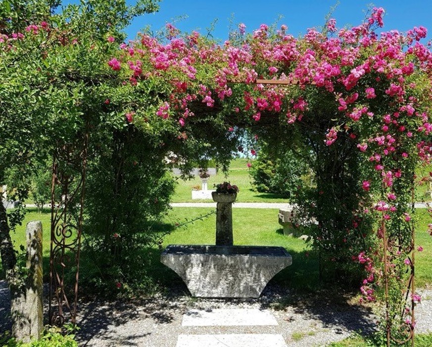 Des rosiers formant une arche au-dessus d’une fontaine en pierre, dans un jardin verdoyant.