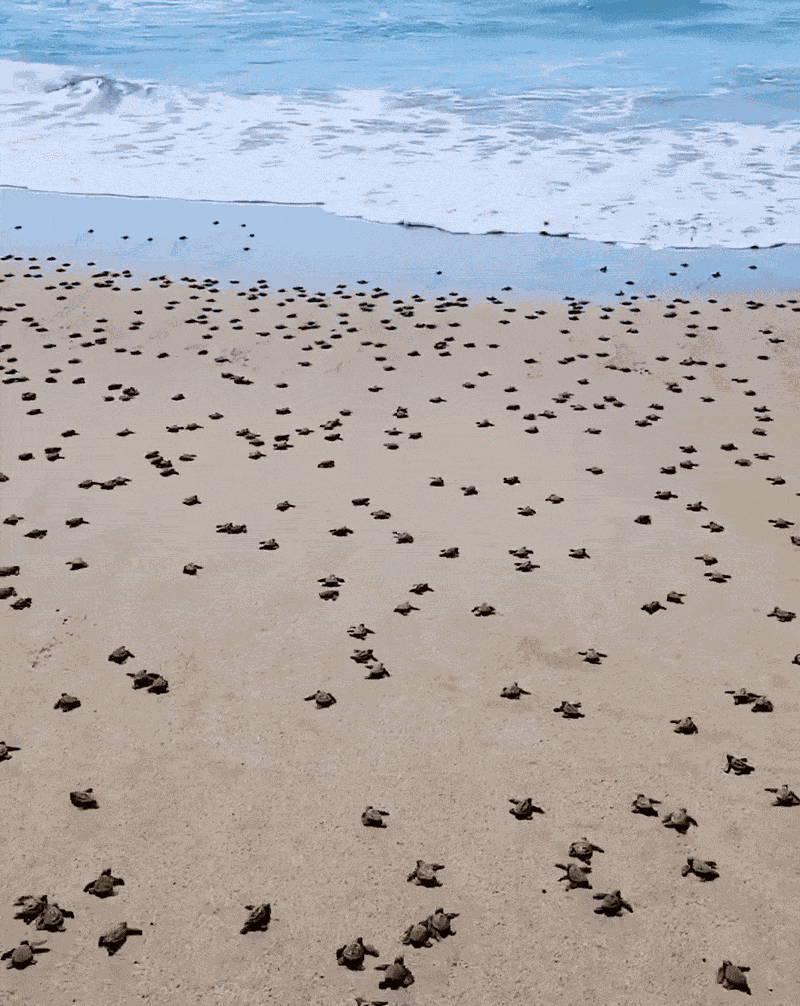GIF animé