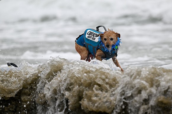 PACIFICA, CALIFORNIA - AUGUST 2: World Dog Surfing Championships is held at the Pacifica State Beach in Pacifica, California, United States on August 2, 2025. (Photo by Tayfun Coskun/Anadolu via Getty ...