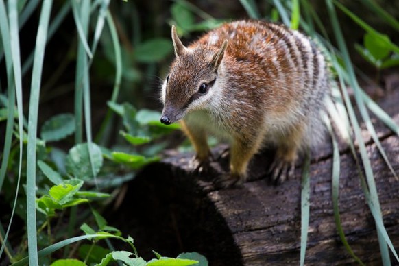 cute news tier numbat

https://imgur.com/t/aww/1cqi7GR