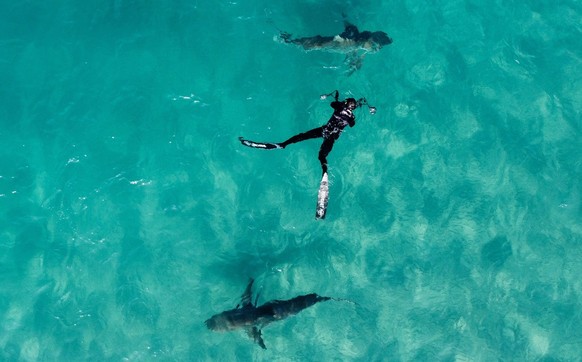 epa10384174 A picture taken with a drone shows a free diver trying to photograph a group of sharks in the shallow water near the hot water stream of the Orot Rabin power plant in the Mediterranean Sea ...