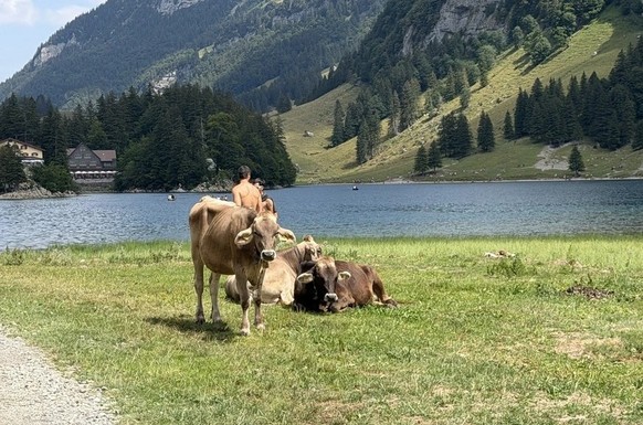 Mieux vaut ne pas s’approcher aussi près des vaches que ces deux hommes pour prendre une photo.