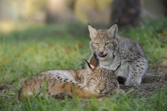 Eurasischer Luchs Lynx lynx ein schlafendes und ein verspieltes Jungtier, Nordrhein-Westfalen, Deutschland, Europa Eurasian Lynx Lynx lynx one sleeping and one playful cub, North Rhine-Westphalia, Ger ...