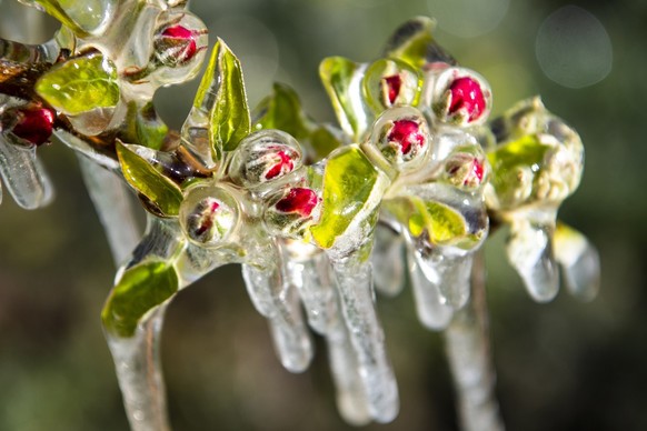 De l&#039;eau est pulvérisée dans un verger de pommiers pour protéger les bourgeons et les fleurs du gel à Saxon, en Valais, le jeudi 8 avril 2021.