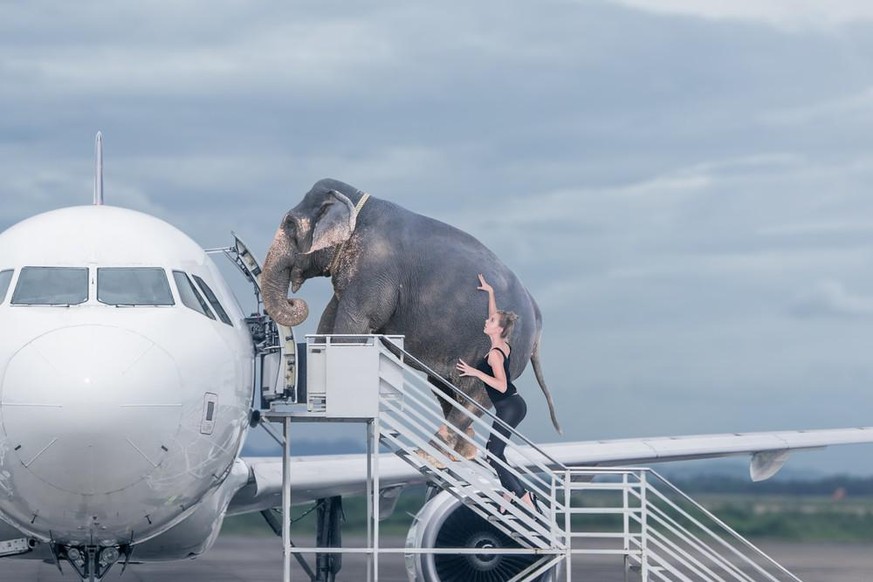 Une femme tente de faire rentrer un éléphant dans un avion.