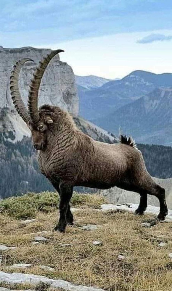 cute news tier steinbock

https://ch.pinterest.com/pin/42080577762955576/