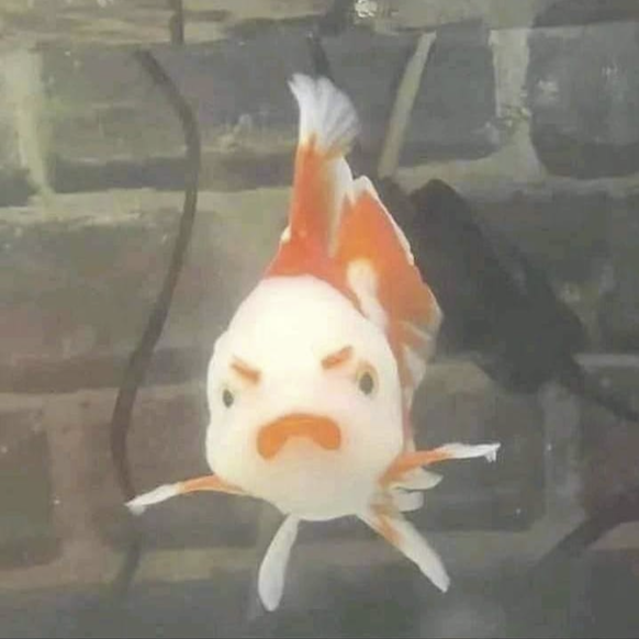 Cute News: Tiere sind Clowns