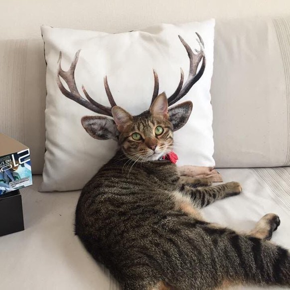 cute news tier katze

https://www.reddit.com/r/Animal/comments/1d1q7ry/i_got_confused_for_a_minute/