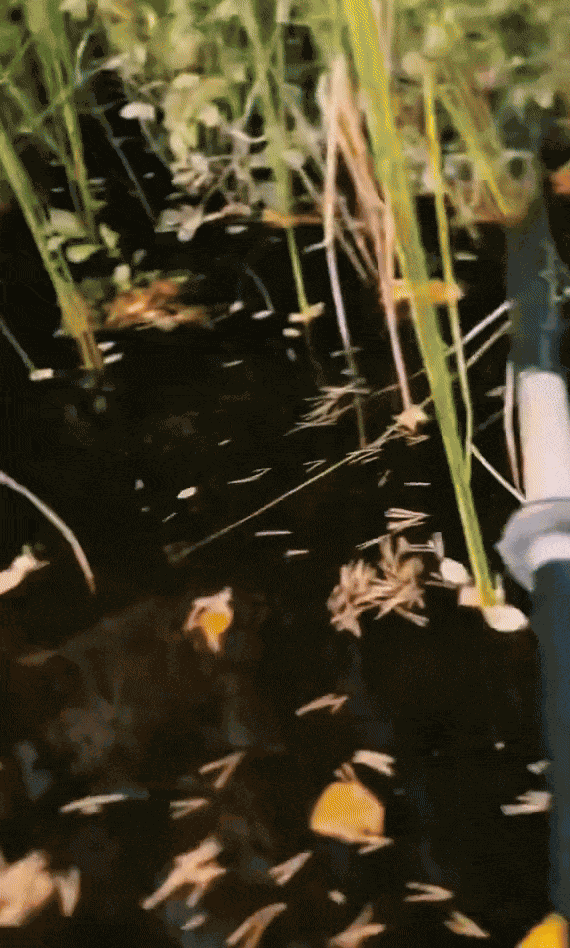 GIF animé