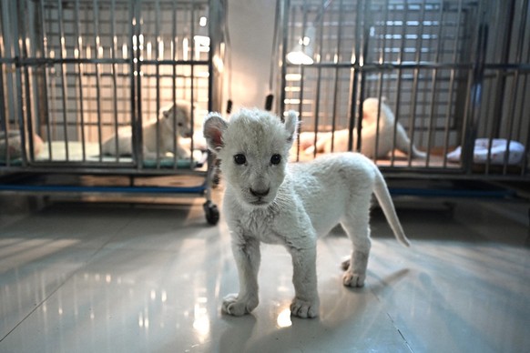 Un lionceau blanc de l&#039;élevage de Pathamawadee, à Chachoengsao.