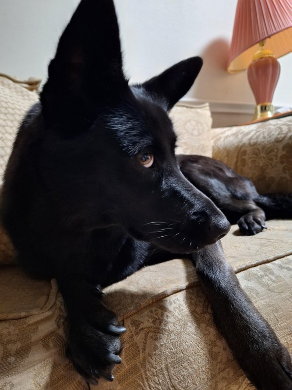 cute news tier hund

https://www.reddit.com/r/rarepuppers/comments/1crevq9/xibis_face_anytime_you_have_food/