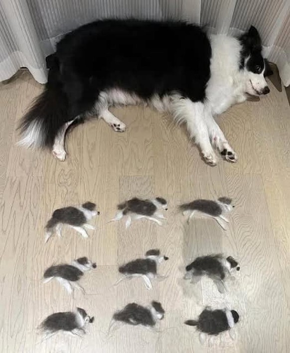 cute news tier hund

https://imgur.com/gallery/ways-to-put-dogs-hair-to-good-use-lol-okH7iQX#/t/aww