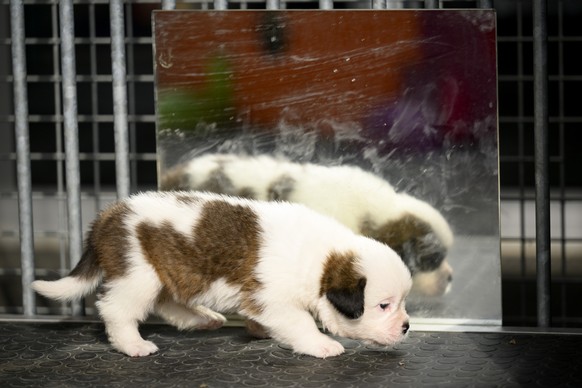 One of seven one month old puppies Sant-Bernard plays at the Barry Foundation&#039;s kennel, in Martigny, Tuesday, August 30, 2022. The Saint Bernard dog &quot;Edene du Grand St. Bernard&quot; gave bi ...