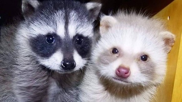 cute news tier trash panda

https://ch.pinterest.com/pin/292452569569906714/