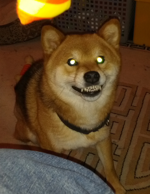 des shiba inus trop mignons!
