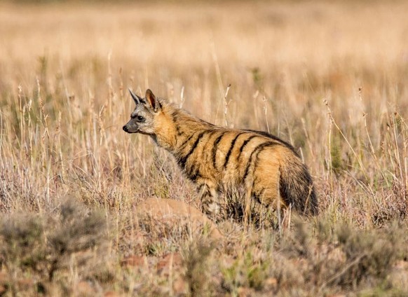 cute news tier erdwolf

https://www.reddit.com/r/NatureIsFuckingLit/comments/17l59c6/while_members_of_the_hyena_family_are_not_usually/