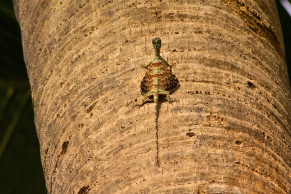 Flying Lizard Flying Lizard or dragon Draco blanfordii gliding, PUBLICATIONxNOTxINxUKxFRAxUSA Copyright: xANTxPhotoxLibraryx/xAvalonx 0546466323