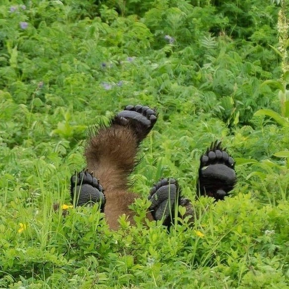 cute news tier bär

https://ch.pinterest.com/pin/13581236382134320/