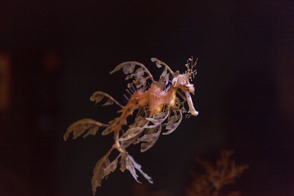 The leafy seadragon, Phycodurus eques, is often yellow and has many leaf-like appendages to help it blend in with kelp in the ocean.