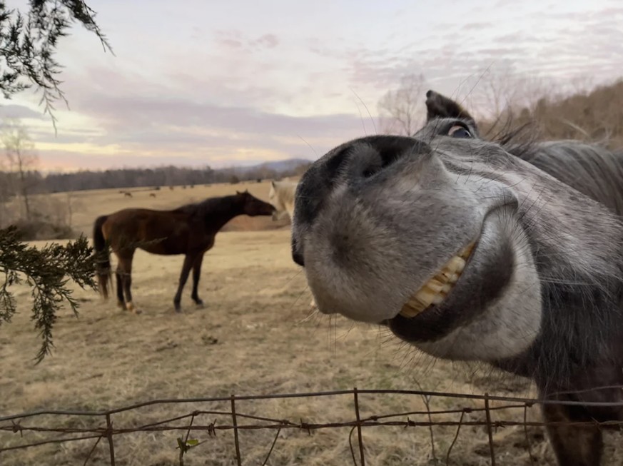 Cute News: Lustiges Pferd