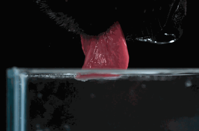 GIF animé