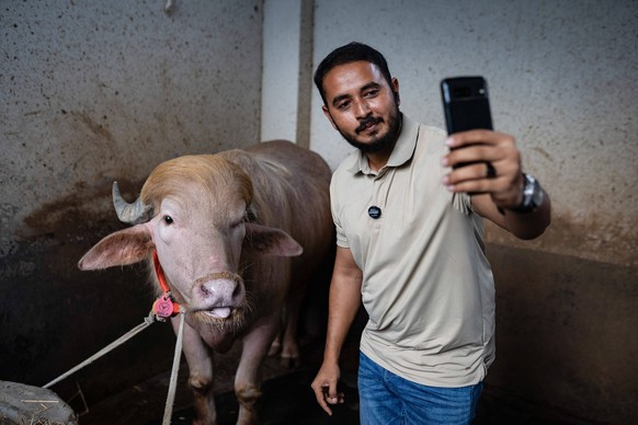Crowds gather to see albino buffalo nicknamed Donald Trump ahead of Eid al-Adha in Bangladesh NARAYANGANJ, BANGLADESH - MAY 23: An albino buffalo nicknamed Donald Trump is seen at a cattle farm ahead  ...