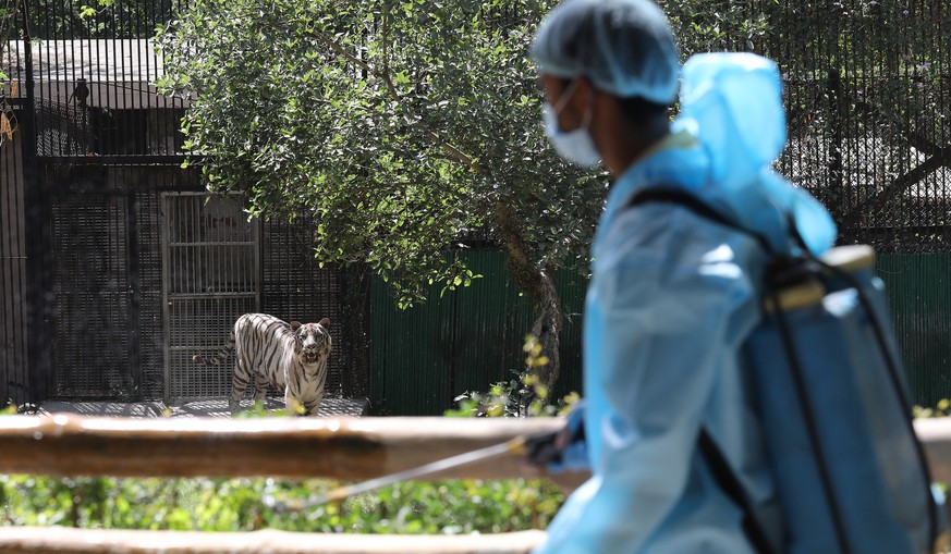 epa09108336 An Indian worker wearing Personal Protective Equipment sprays disinfectant as the White Tiger is seen inside its enclosure during the preparation for the reopening of Delhi Zoological park ...
