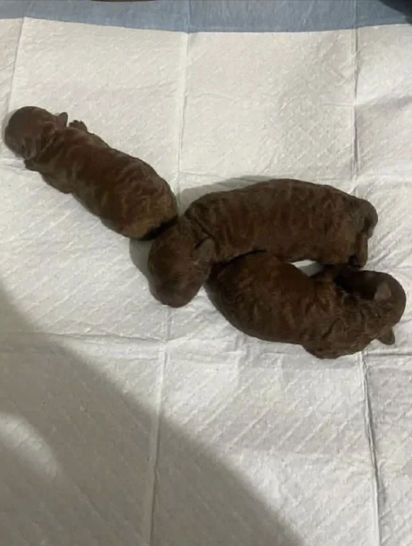 Die lustigsten Fails der Woche: Herzige Welpen