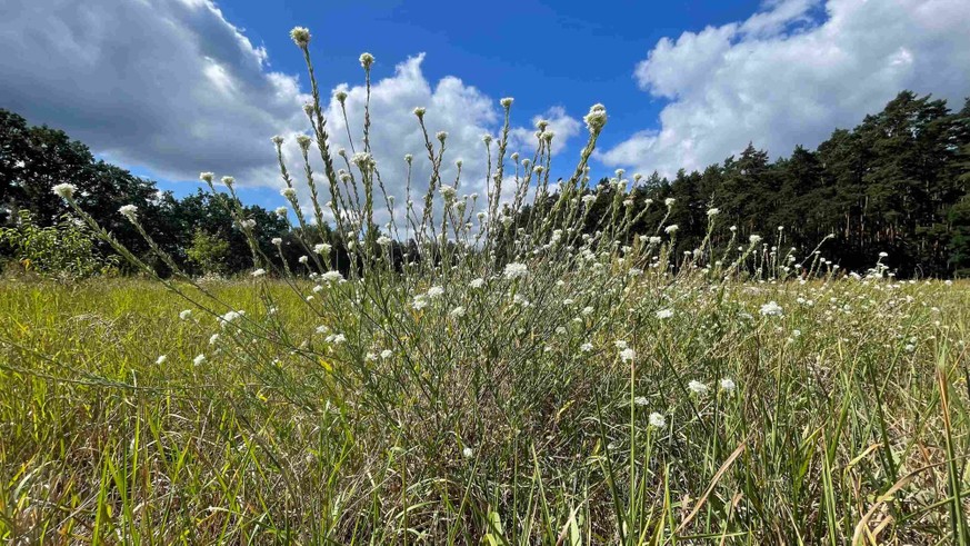 Bien qu'il ne soit pas pourvu de hampe florale princière, on aurait tort de ne pas s'intéresser à l'Alysson blanc.