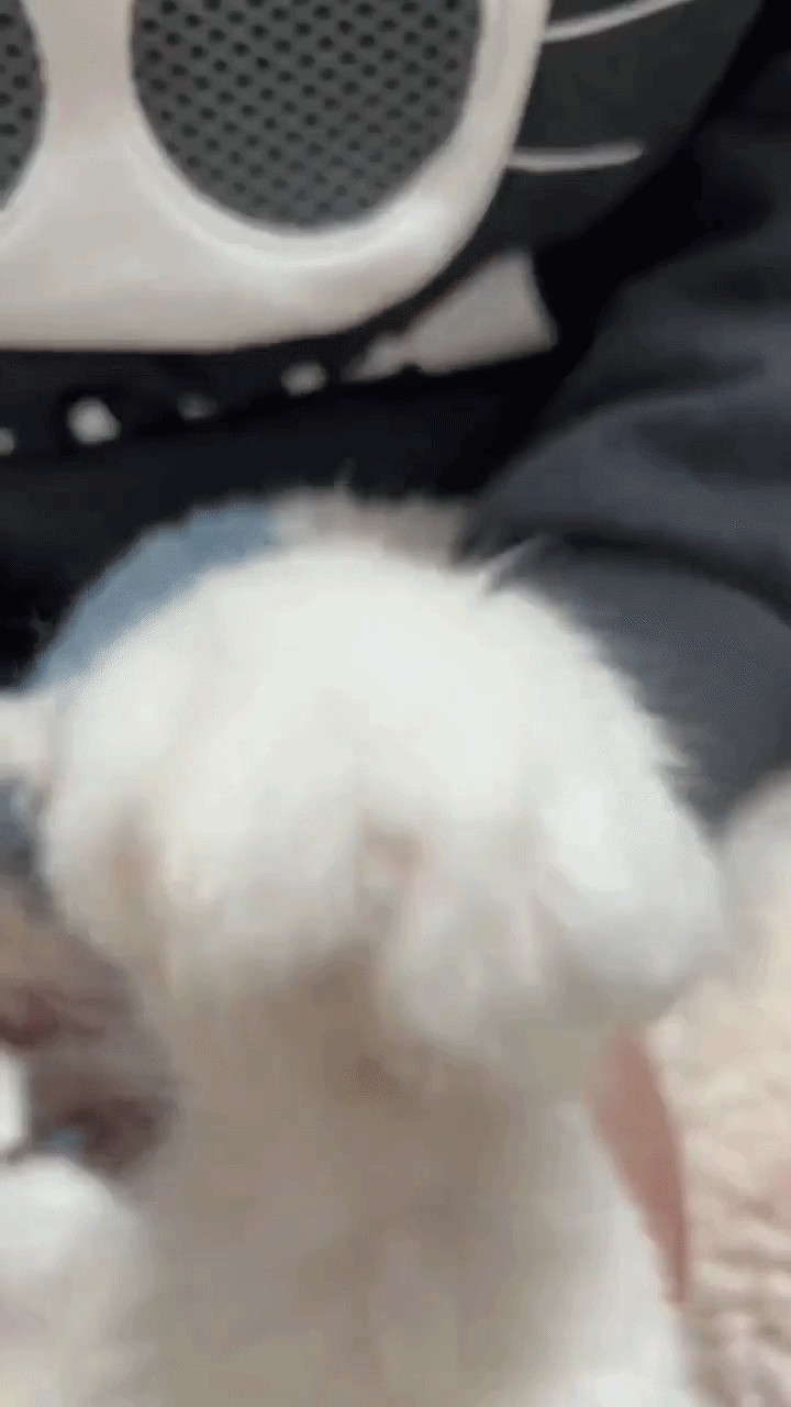 GIF animé