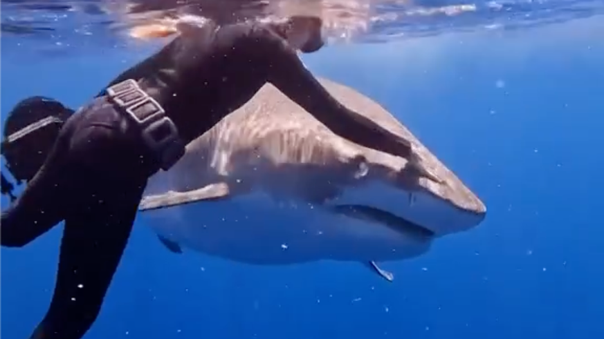 Une biologiste américaine populaire sur Instagram donne de précieux conseils pour survivre à la rencontre d&#039;un requin avec une méthode très simple, pour ceux qui savent garder leur calme.
