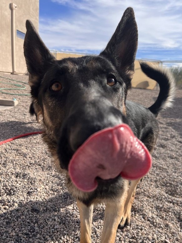 cute news tier hund

https://ch.pinterest.com/pin/296393219258342722/