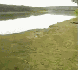 GIF animé