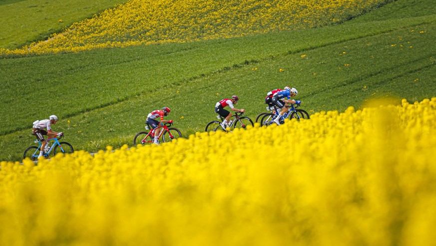 The front of the pack is pictured in action between two rapeseed fields during the first stage, a 170,9 km race between Crissier and La Vallee de Joux at the 76th Tour de Romandie UCI World Tour Cycli ...