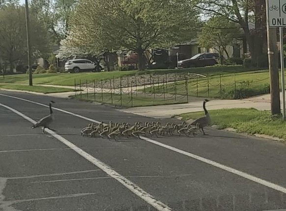 cute news tier gans gänse

https://www.reddit.com/r/geese/comments/1kfri22/so_many_babies/