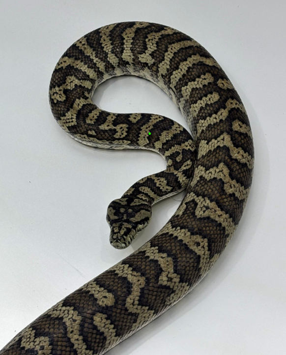 Un python de 3 mètres «égaré» dans une forêt de Winterthour (ZH)