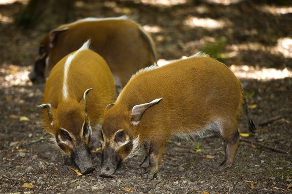 Bildnummer: 55628252 Datum: 11.06.2008 Copyright: imago/Anka Agency International
RED RIVER HOG OR BUSH PIG potamochoerus porcus, ADULTS LOOKING FOR FOOD PUBLICATIONxNOTxINxRSA Tiere Natur xdp x0x 200 ...