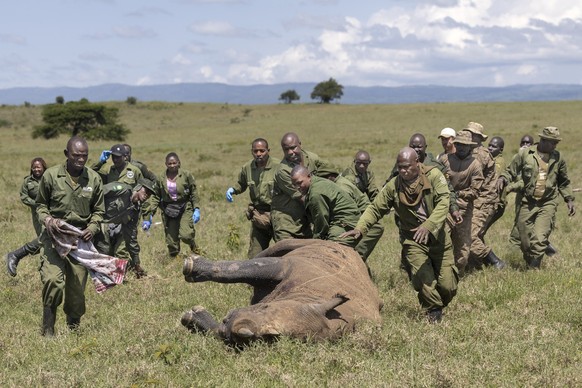 Kenya Wildlife Services veterinarians and rangers rush to aid a sedated female black Rhinoceros that has been selected for translocation to the Segera Rhino Sanctuary from the Lake Nakuru National Par ...