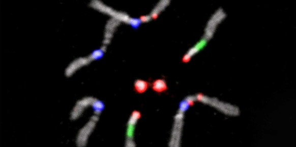 Voici comment les paires de chromosomes s'alignent avant la méiose: les zones claires correspondent à des séquences répétées d'ADN satellite spécifiques à chaque paire.