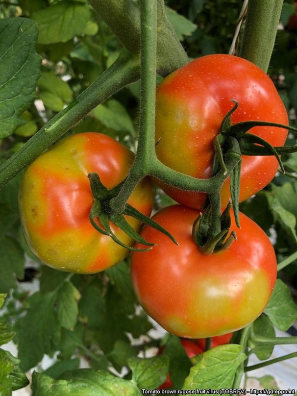 Les symptômes du virus du fruit rugueux brun de la tomate. 