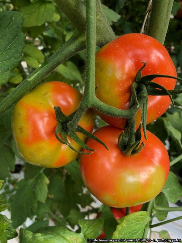 Symptômes du fruit rugueux brun de la tomate.