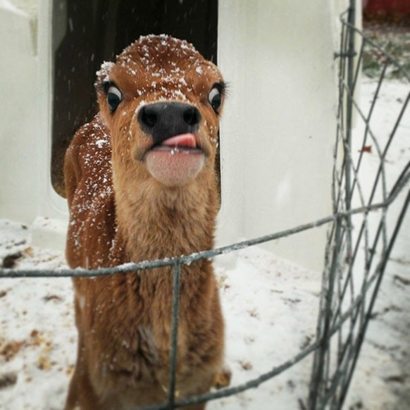 Unfotogene Tiere

https://www.reddit.com/r/funny/