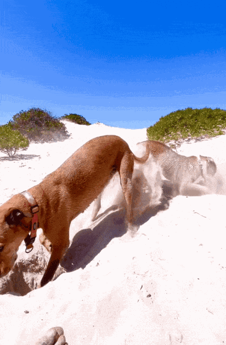 GIF animé